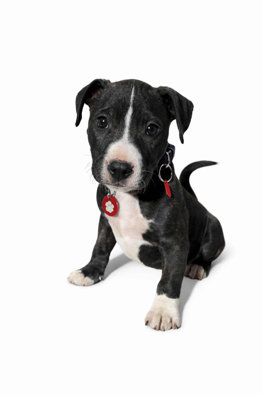 DAVEY - Pit Bull Terrier / Australian Shepherd available for adoption