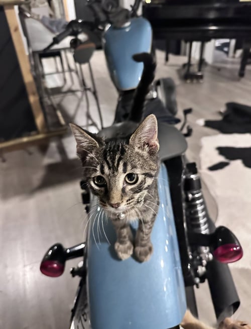 TOBY - Domestic Short Hair available for adoption