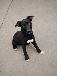 Hemi - Photo 3