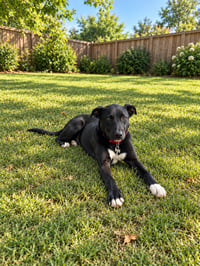 Hemi - Photo 2