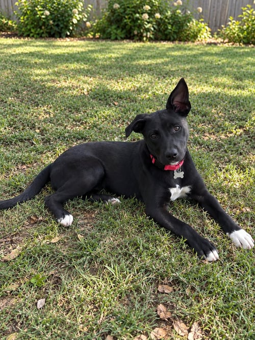 HEMI - Pit Bull Terrier / Labrador Retriever available for adoption