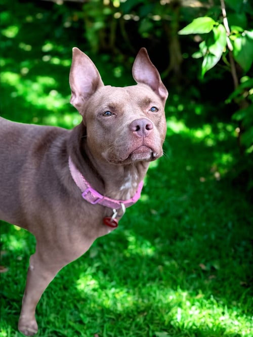 NORA - Pit Bull Terrier available for adoption