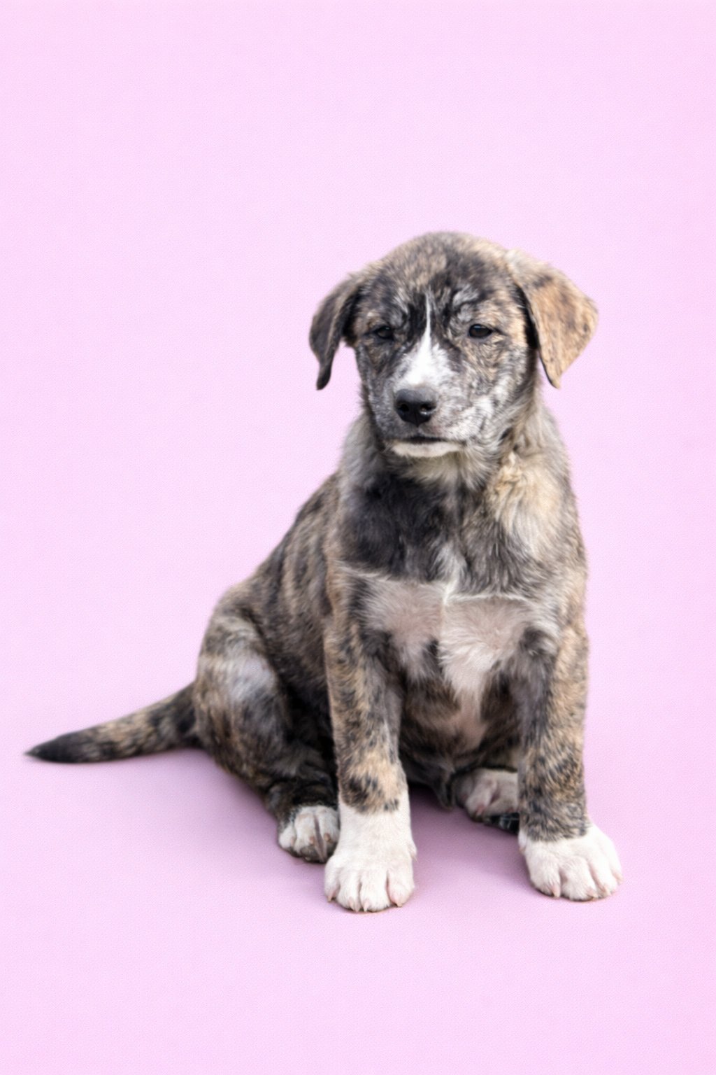 SHARLA - Great Pyrenees available for adoption