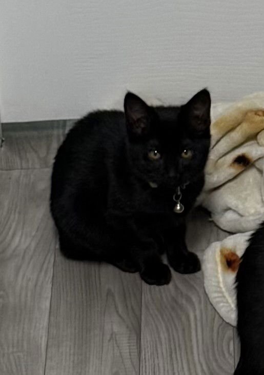 LILY - Domestic Short Hair available for adoption