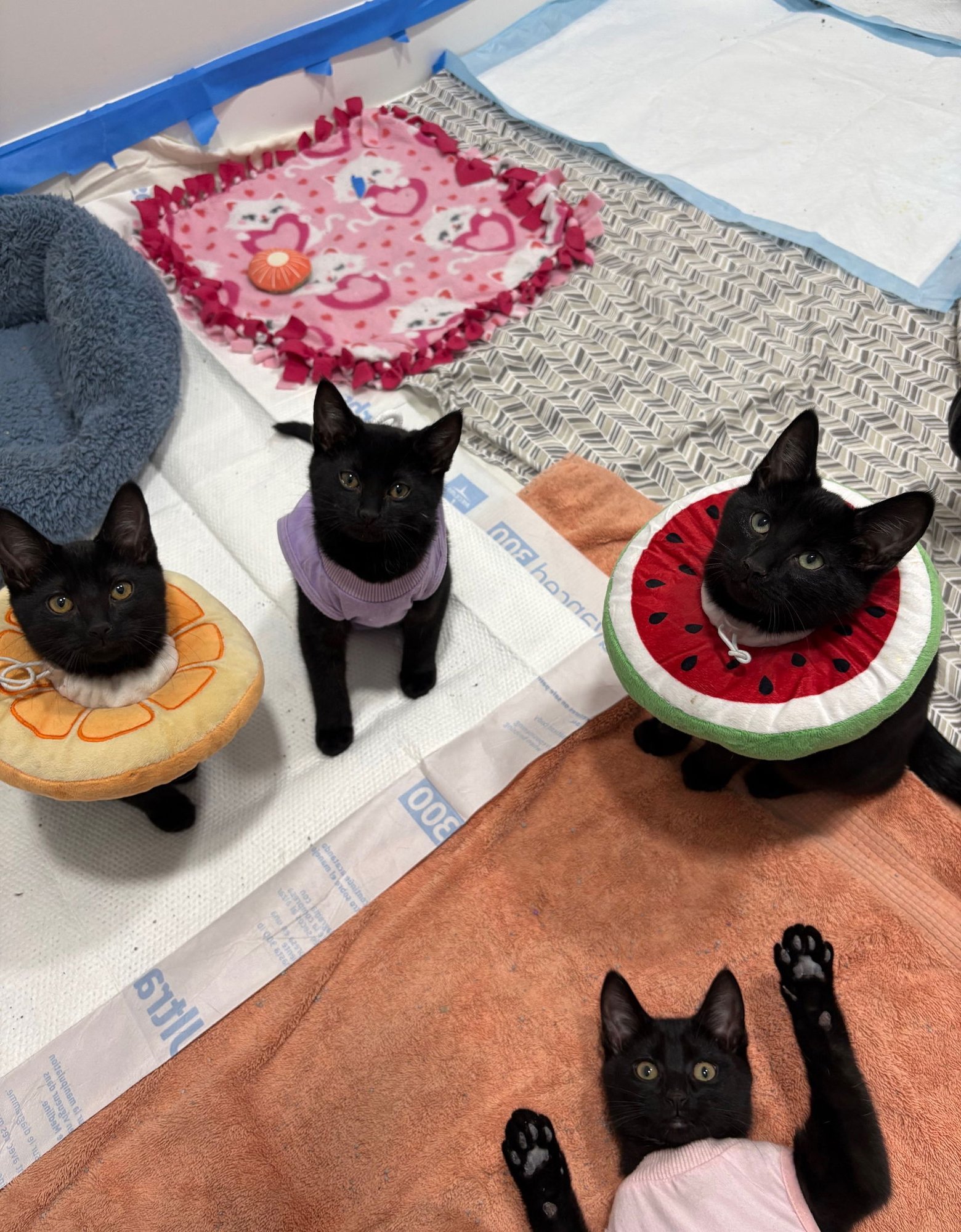 LILY - Domestic Short Hair available for adoption