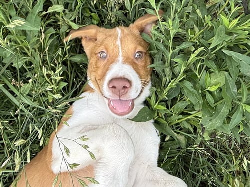 WALNUT (M) - Labrador Retriever for adoption in Nashville