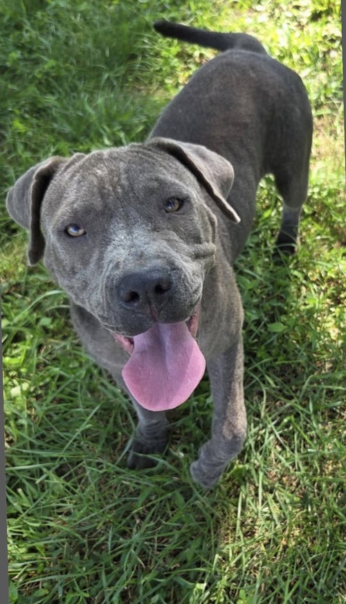 AURORA ALABAMA - American Staffordshire Terrier available for adoption