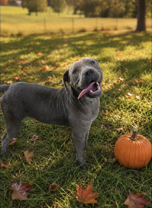 AURORA ALABAMA - American Staffordshire Terrier available for adoption
