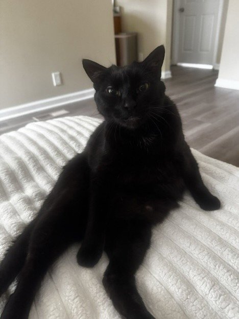 WYN - Domestic Short Hair available for adoption