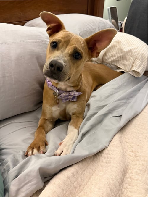 PLUTO (F) - Pit Bull Terrier available for adoption