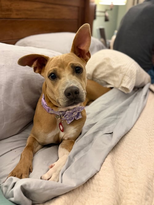 PLUTO (F) - Pit Bull Terrier available for adoption
