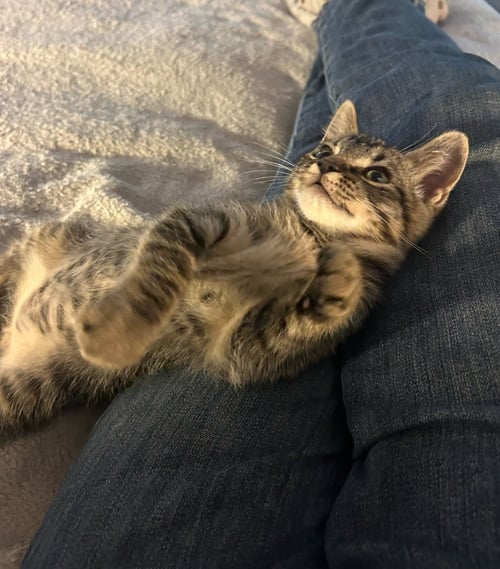 HERB - Domestic Short Hair available for adoption