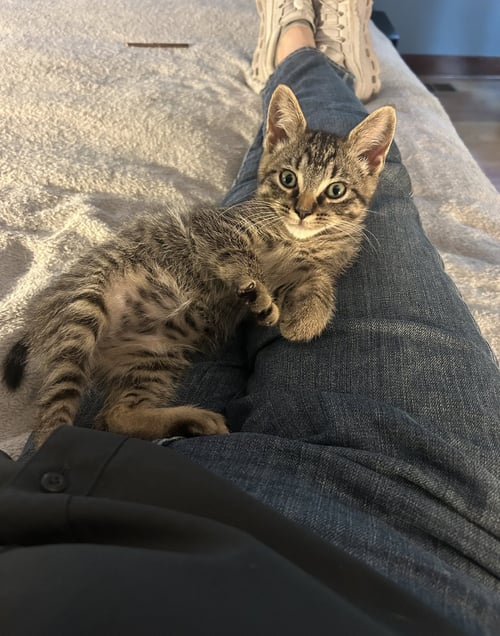 HERB - Domestic Short Hair available for adoption