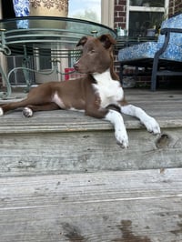 Shelly (F) - Photo 2