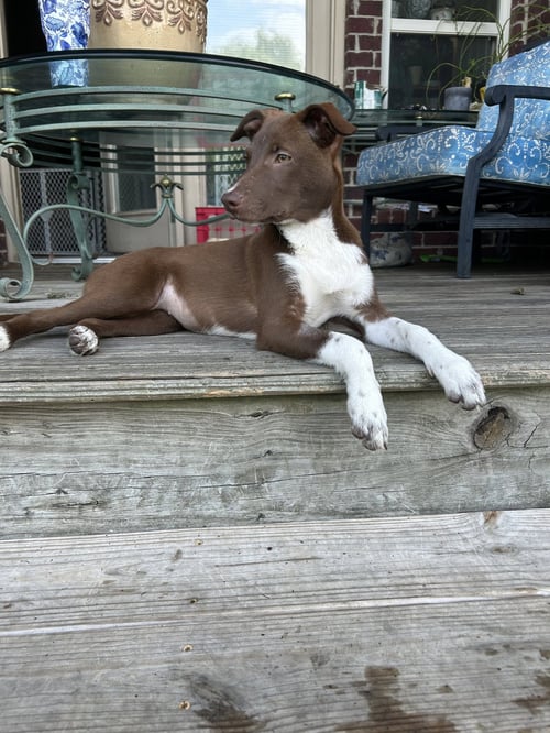 SHELLY (F) - Corgi / Pit Bull Terrier available for adoption