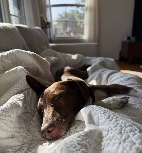 SHELLY (F) - Terrier available for adoption
