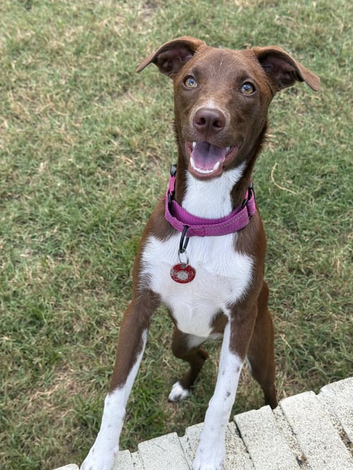 SHELLY (F) - Terrier for adoption in Nashville