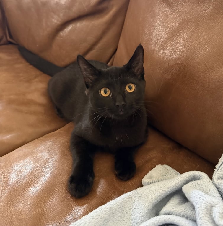 Jiji Image