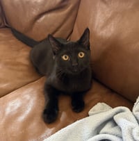 Jiji - Photo 1