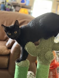 Jiji - Photo 2