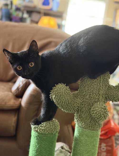 JIJI - Domestic Short Hair available for adoption
