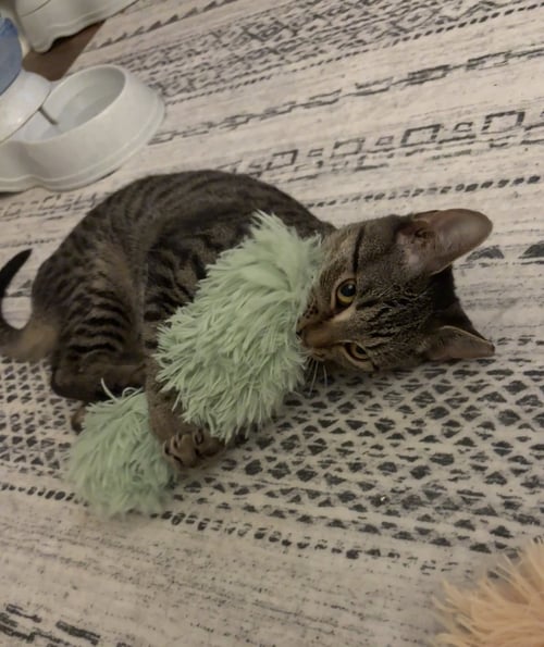 BURGER KING - Domestic Short Hair available for adoption