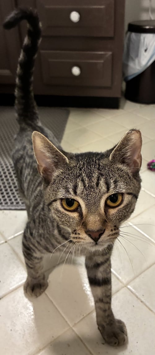 BURGER KING - Domestic Short Hair available for adoption