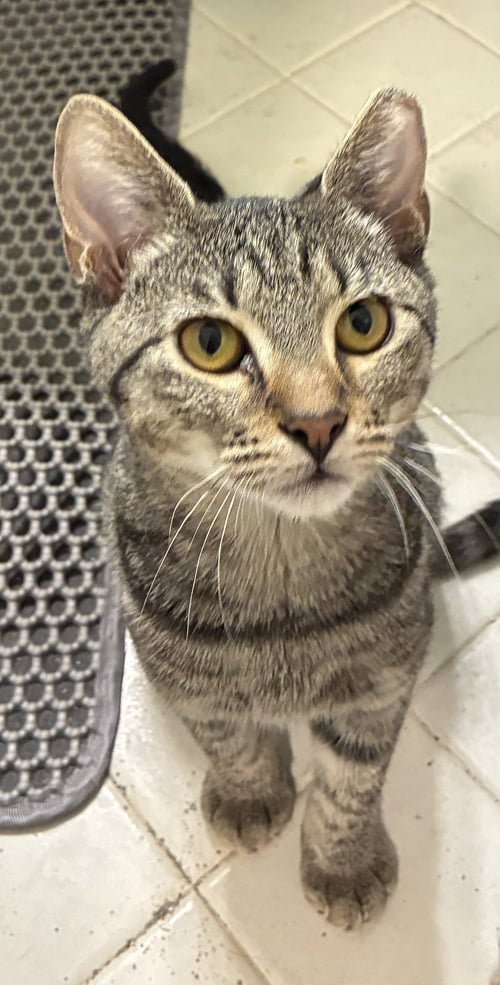 BURGER KING - Domestic Short Hair available for adoption
