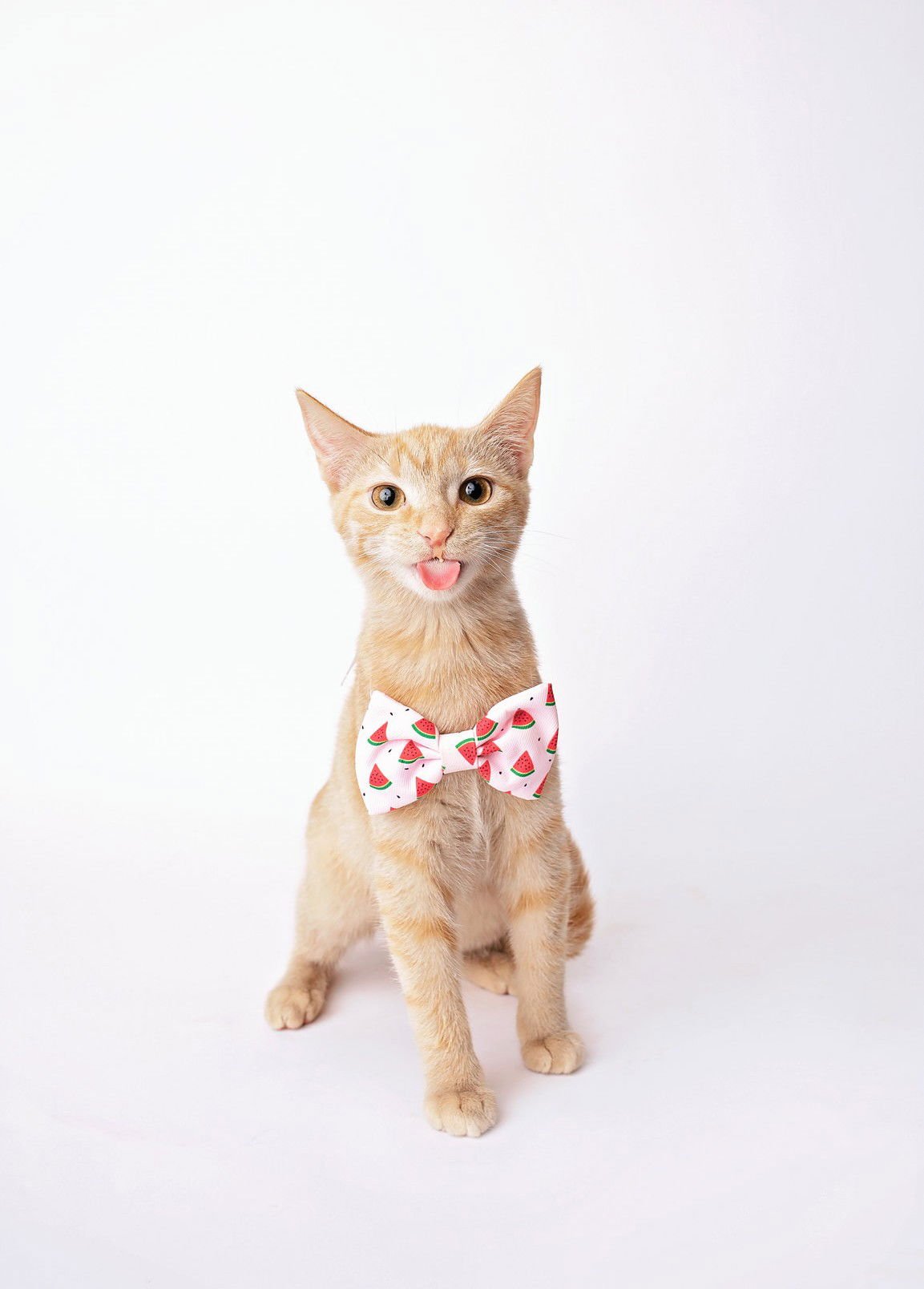 CROISSANT - Domestic Short Hair available for adoption