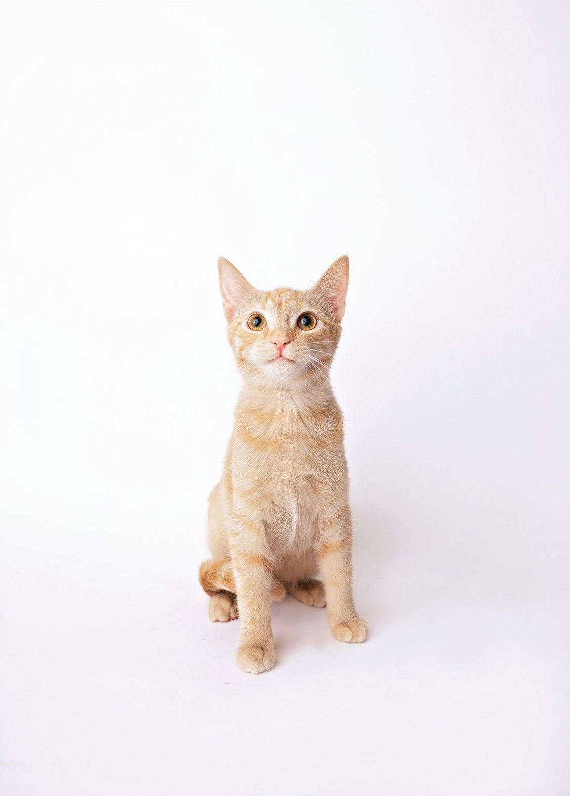 CROISSANT - Domestic Short Hair available for adoption