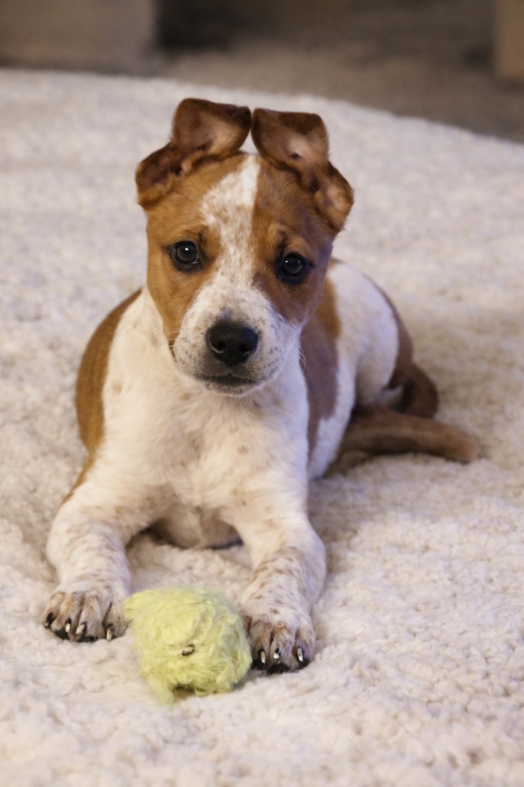 ALVIN - Cattle Dog available for adoption