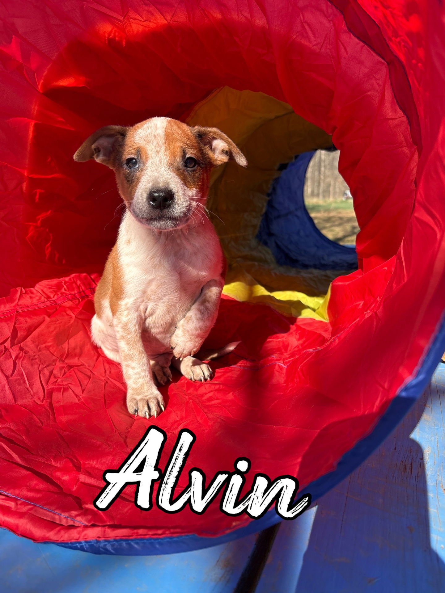 Alvin - Photo 3