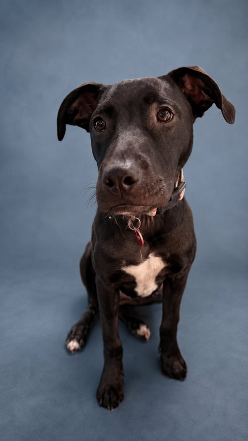 CHICKEN (M) - Labrador Retriever available for adoption