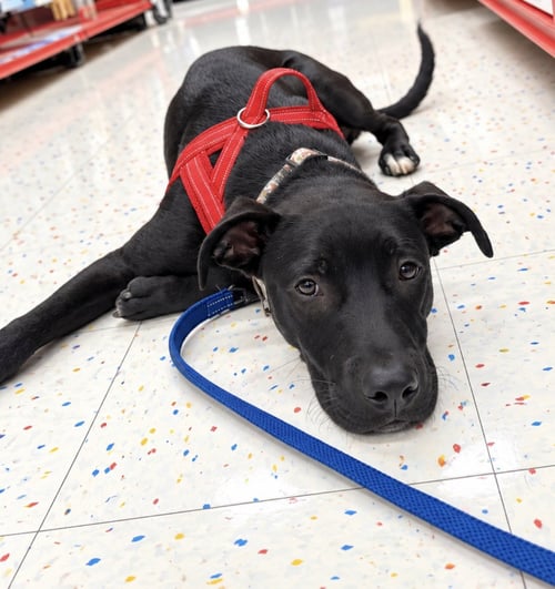 CHICKEN (M) - Labrador Retriever for adoption in Nashville