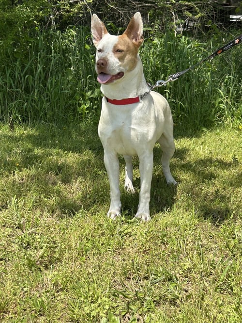 SHANDI SMITH - Pit Bull Terrier for adoption in Nashville