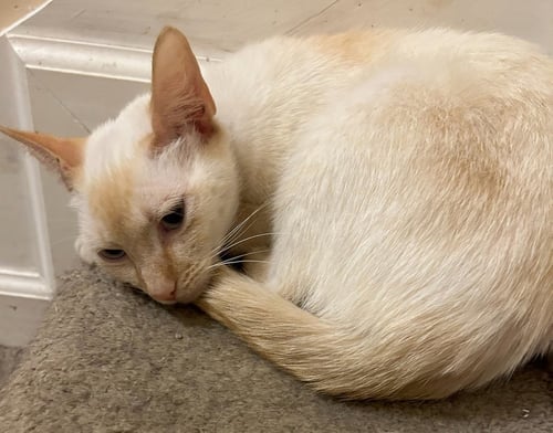 JOCELYN - Siamese / Domestic Short Hair available for adoption