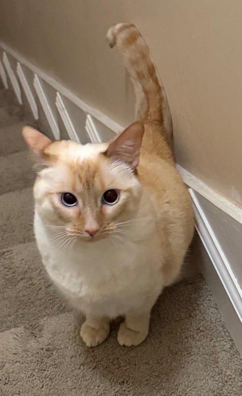 JOCELYN - Siamese / Domestic Short Hair available for adoption