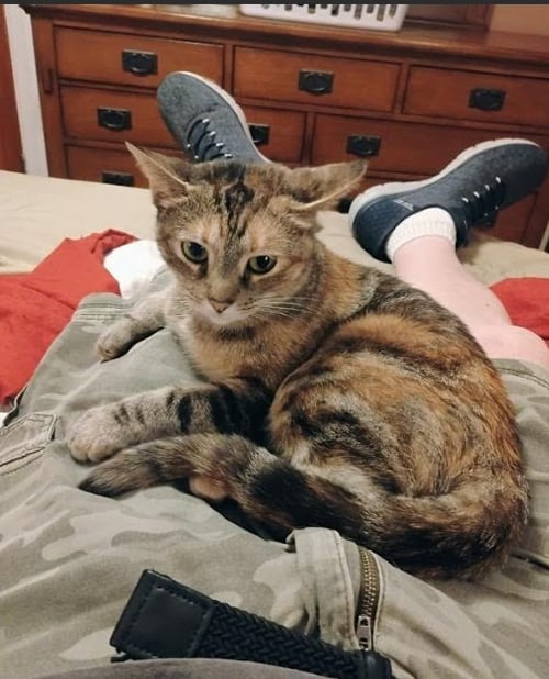 SAMANTHA - Domestic Short Hair / Torbie available for adoption