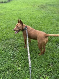 Rowan - Photo 15