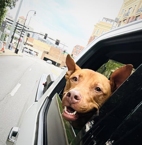 ROWAN - American Pit Bull Terrier for adoption in Nashville