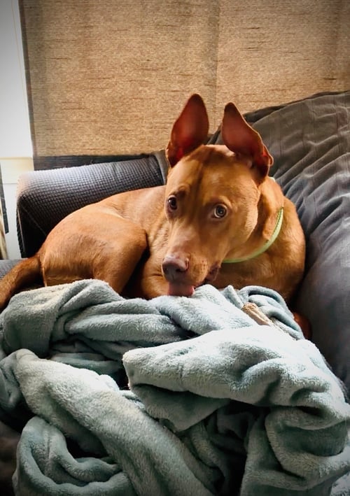 ROWAN - American Pit Bull Terrier available for adoption