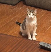 SPARKLE - Domestic Short Hair available for adoption