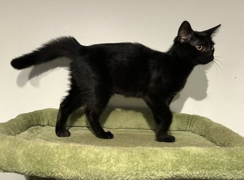 MIRACLE - Domestic Short Hair available for adoption