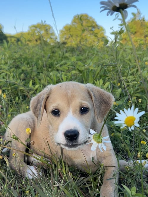 LOLLIPOP - Hound available for adoption