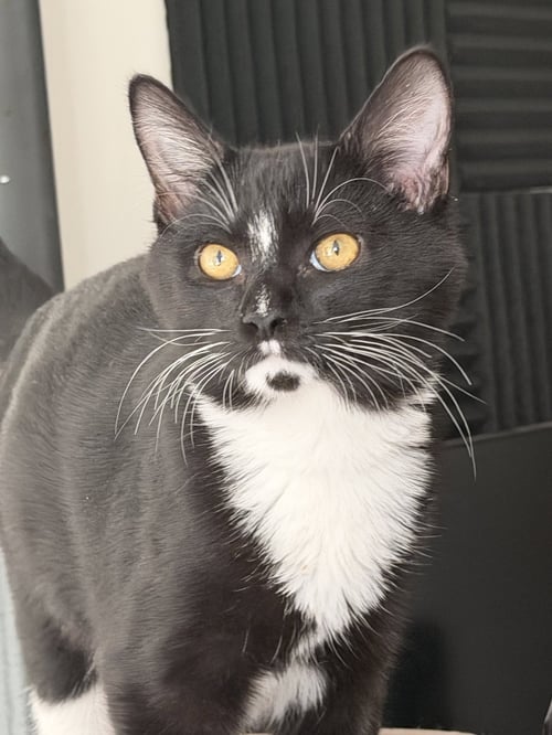 DILL - Domestic Medium Hair available for adoption