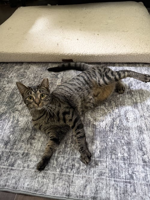 COOKIE - Domestic Short Hair available for adoption