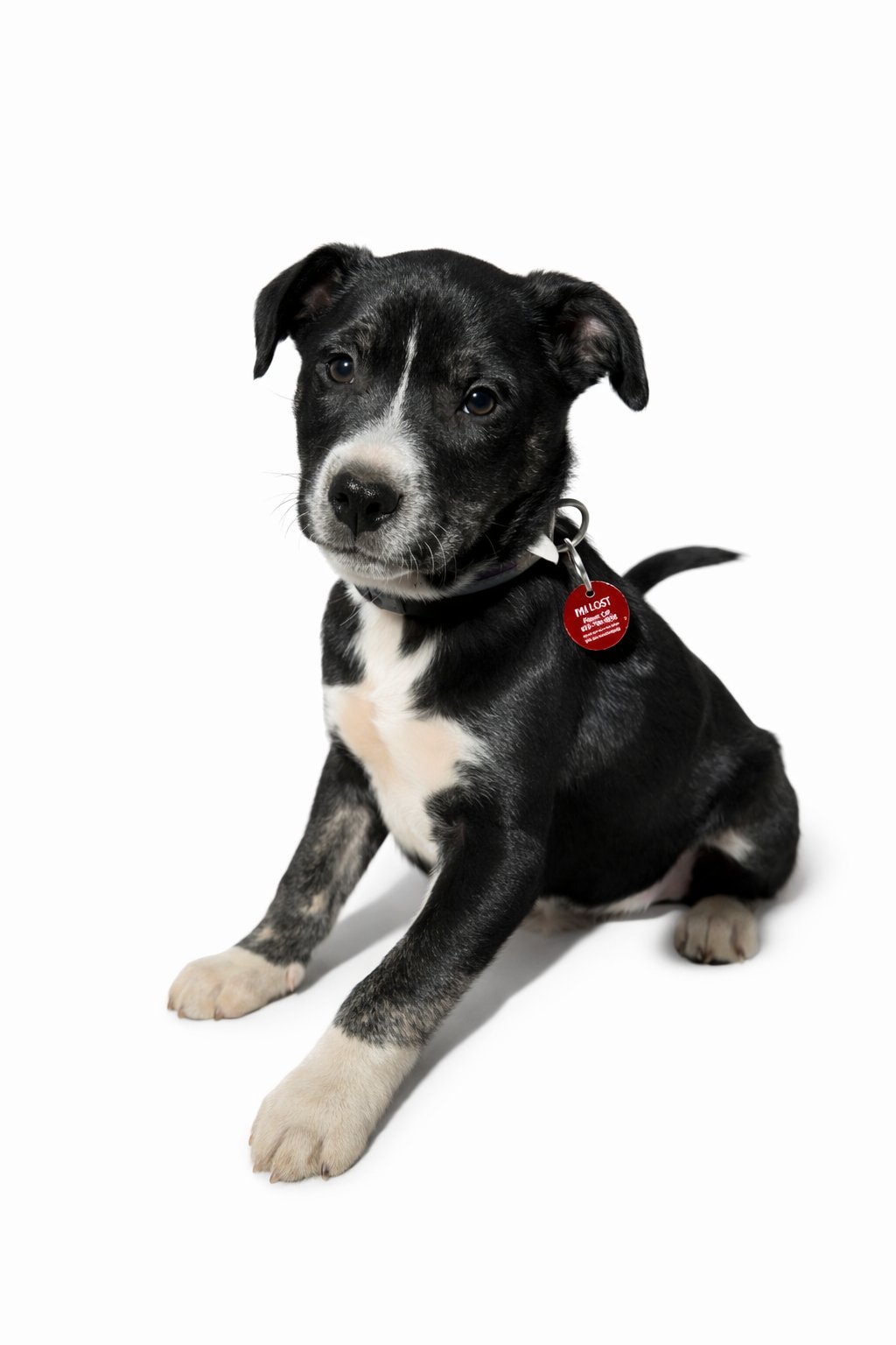 DARREN - Australian Shepherd / Pit Bull Terrier available for adoption