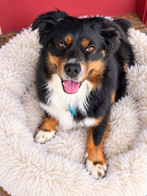JACK - Australian Shepherd available for adoption