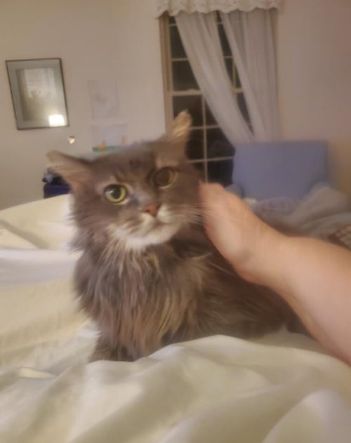 SMOKEY - Domestic Long Hair available for adoption