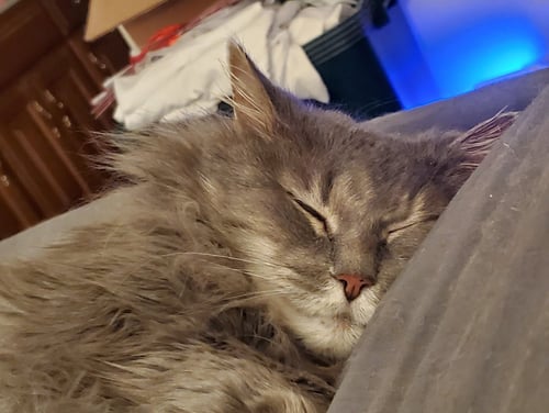 SMOKEY - Domestic Long Hair available for adoption
